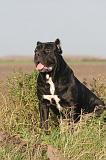 CANE CORSO 1437